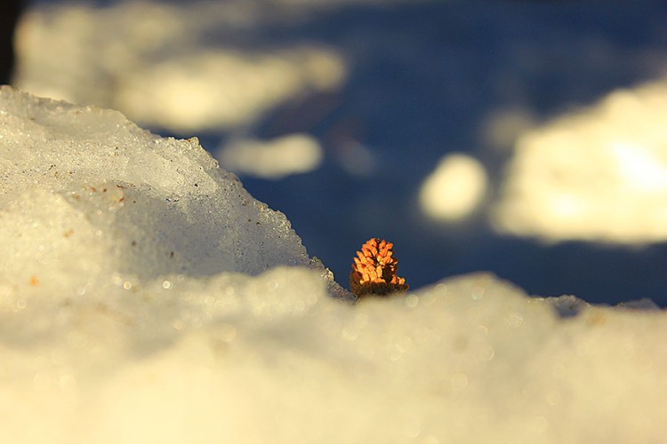 qadisha_nschweitzer-9