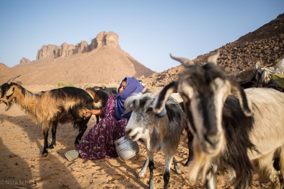 NSchweitzer-Touaregs-_R0A3469